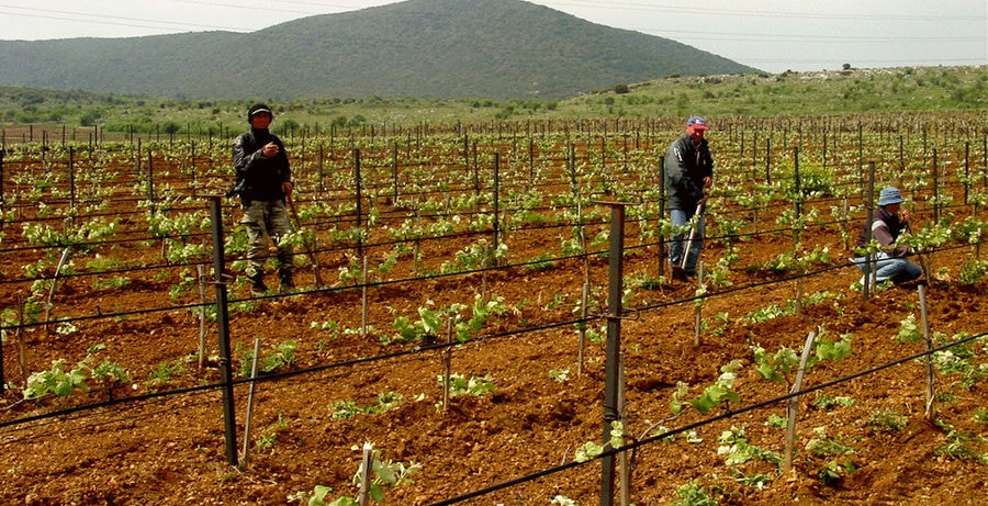 men hoeing vines in Ktima Spiropoulos vineyards